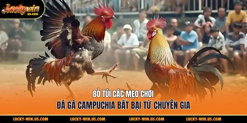 Bỏ túi các mẹo chơi đá gà Campuchia bất bại từ chuyên gia