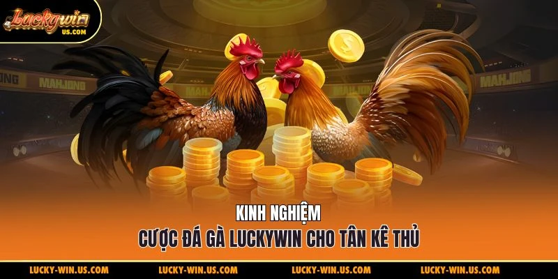Kinh nghiệm cược đá gà Luckywin cho tân kê thủ