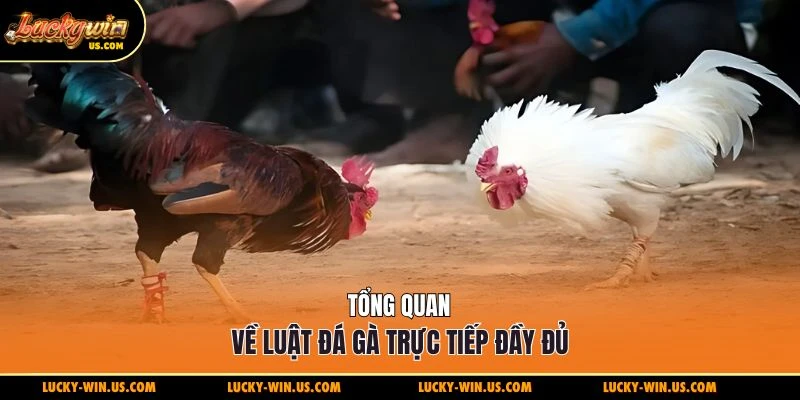 Tổng quan về luật đá gà trực tiếp đầy đủ