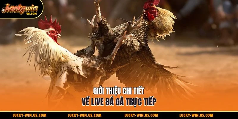Giới thiệu chi tiết về live đá gà trực tiếp